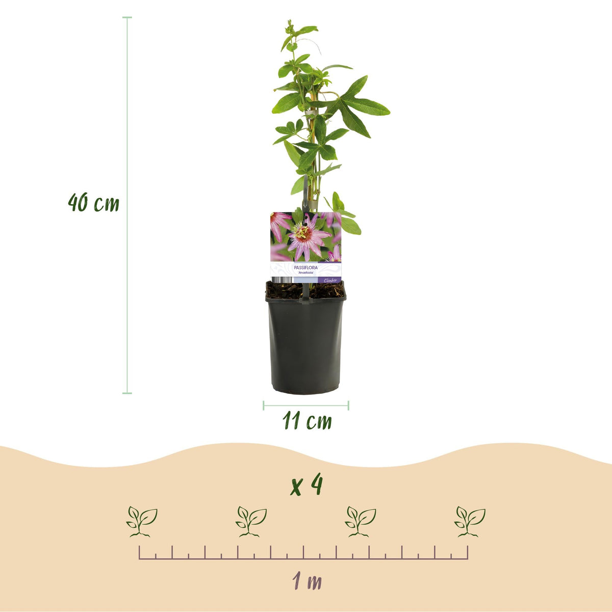 Passionsblume - Passiflora Anastasia - Blume Rosa - Wenig Pflege - 2 Pflanzen - Topf 11cm Höhe 40cm 