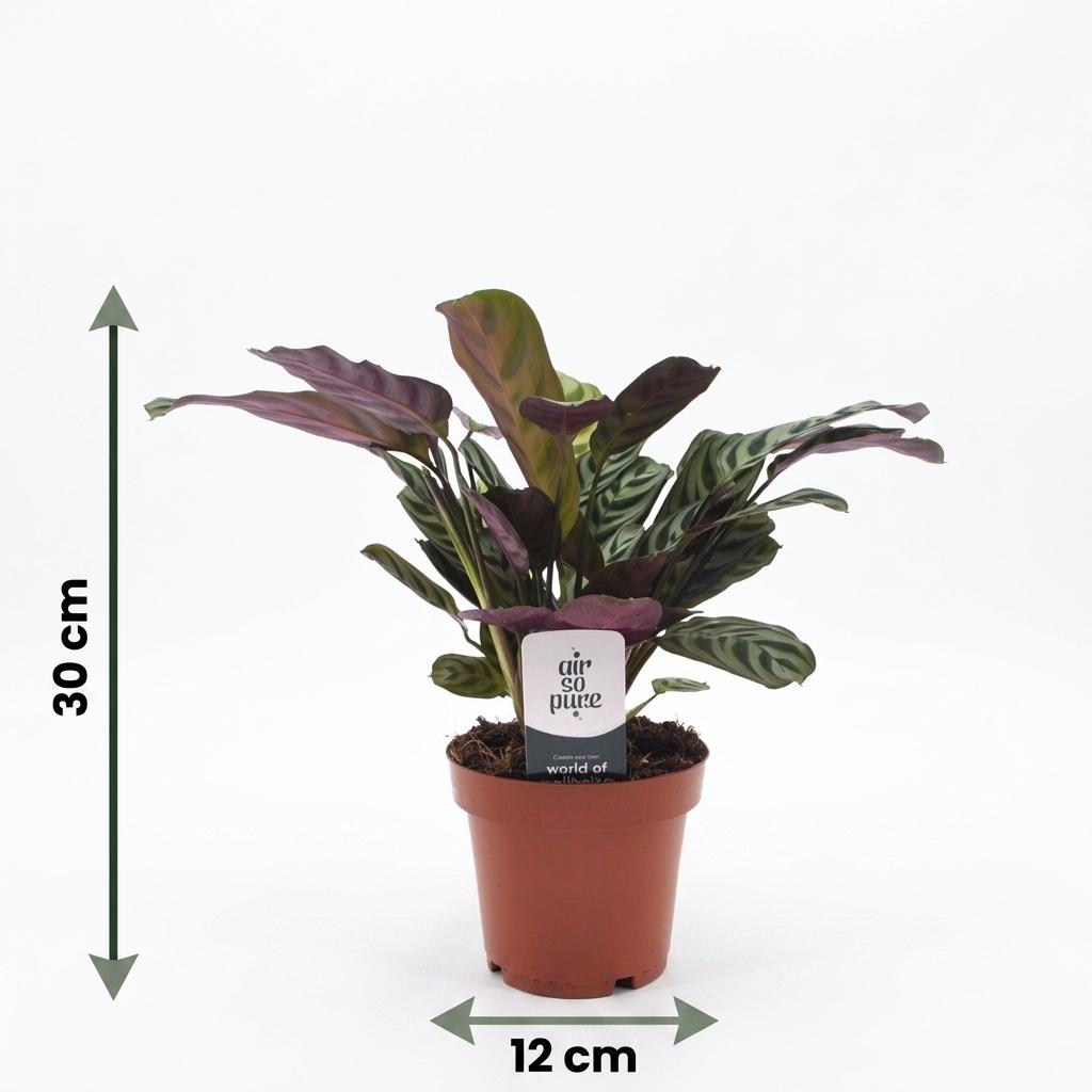 Fischgräten-Gebetspflanze – Ctenanthe burle-marxii – Topf Ø12cm – Höhe 30cm – mit Seegraskorb – Ansicht 5