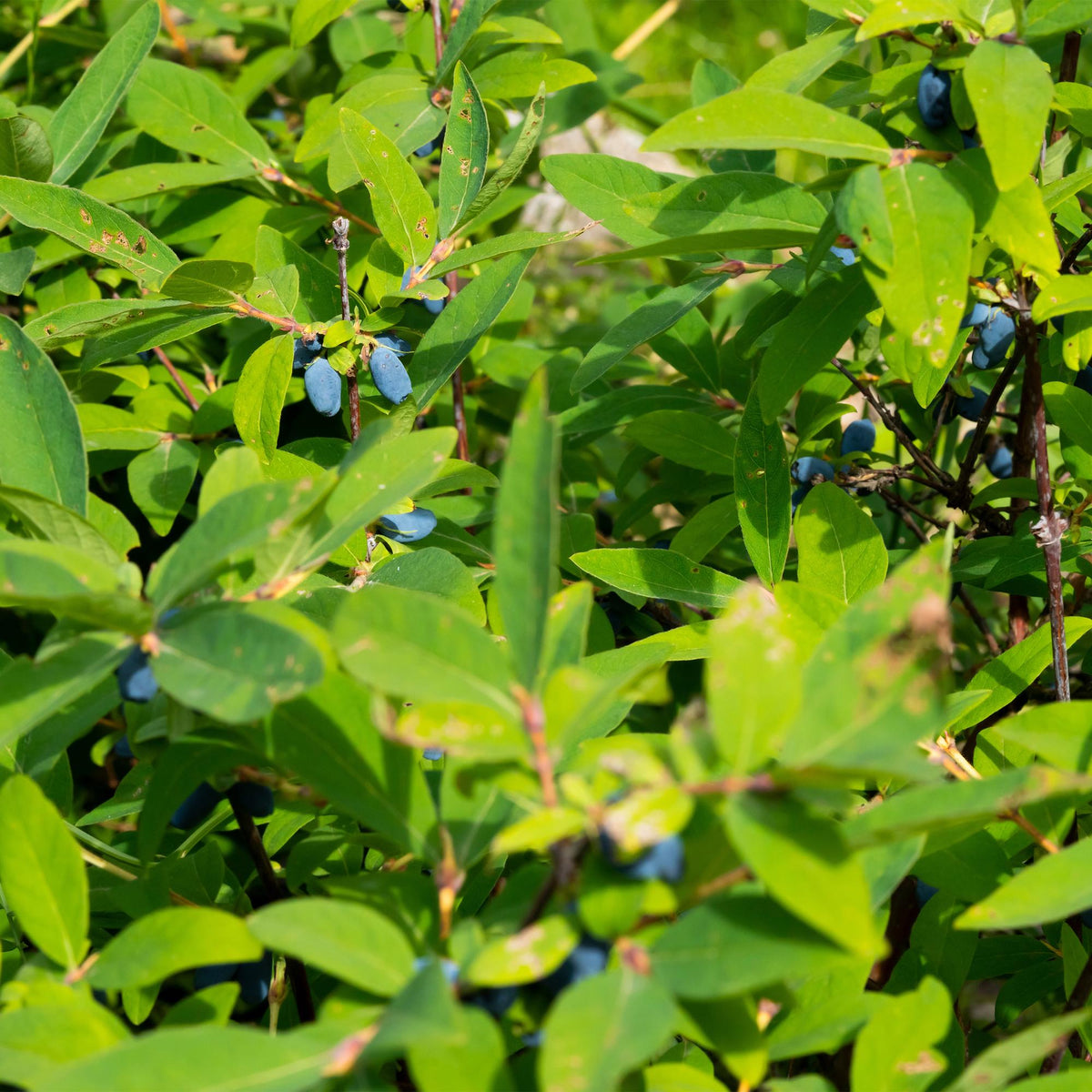 Blaubeere - Honigbeere - Lonicera caerulea Kamchatika - Obstpflanze - 2 Pflanzen - Topf 15cm Höhe 50cm 