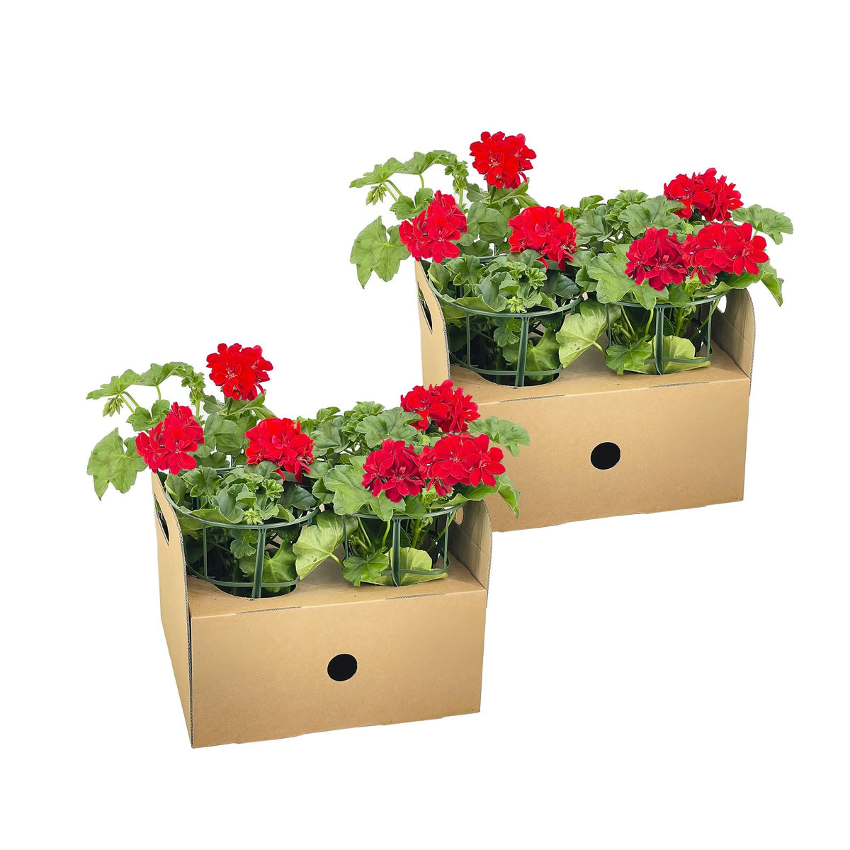 Geranie - Pelargonium peltatum Rot - Zimmerpflanze - Ø12 cm - ↕20 cm 