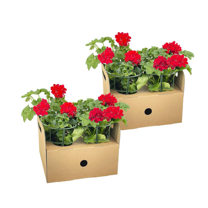 Geranie - Pelargonium peltatum Rot - Zimmerpflanze - Ø12 cm - ↕20 cm 