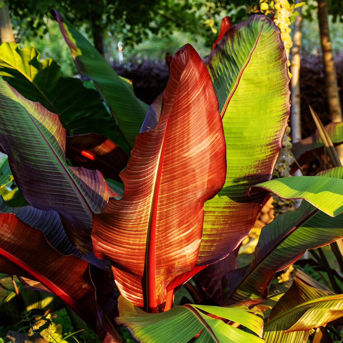 Bananenpflanze Ensete ventricosum Maurelli – 2 Pflanzen – Winterhart – Obstpflanze – Ø17 cm, Höhe ca. 40 cm – Exotischer Blickfang für Garten, Balkon & Terrasse 