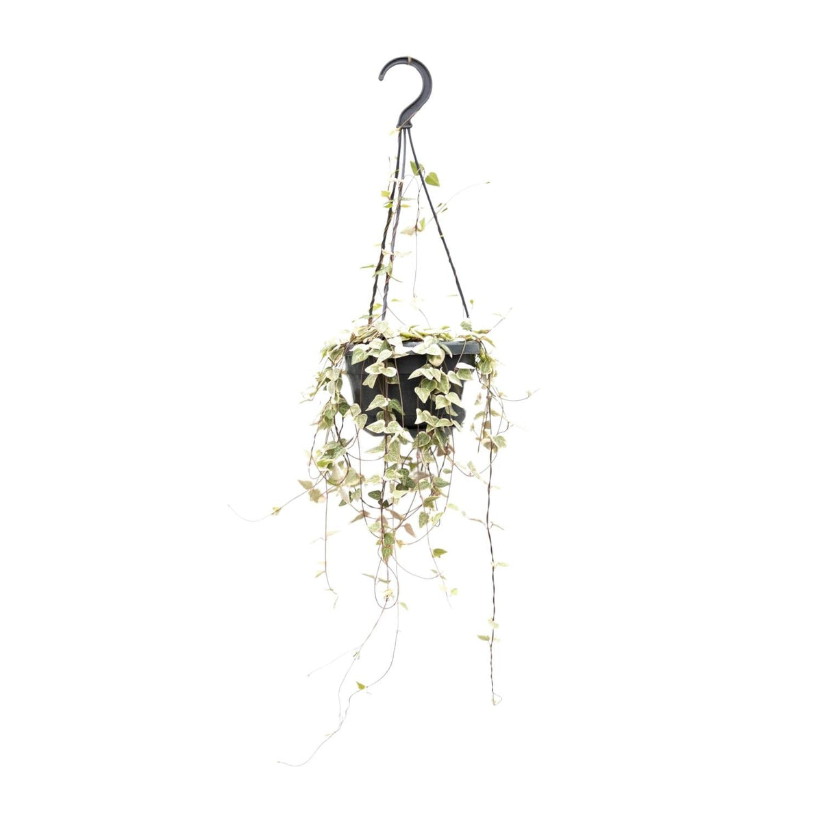 Leuchterblume Ceropegia woodii ssp. woodii – String of Hearts – Hängende Zimmerpflanze – Ø14cm – ↕50cm – Pflegeleicht & dekorativ 