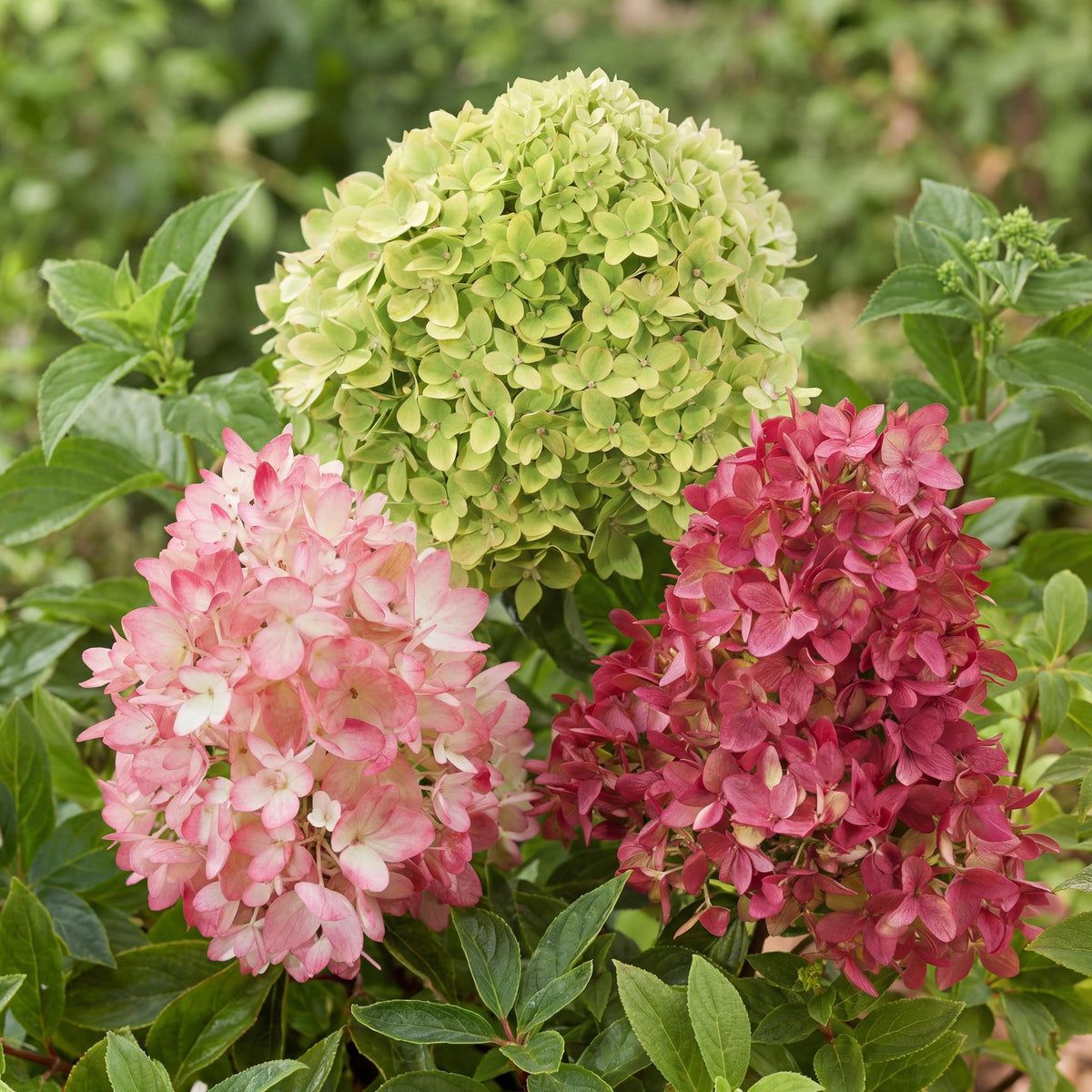 Green boutiQ - Gartenpflanze - Hydrangea panniculata Groundbreaker Blush -Greeny - Ruby - Rispenhortensie - Kompakt - Rosa-Grün-Rot - 3 Pflanzen - Topf 14cm - Höhe 20-25cm 