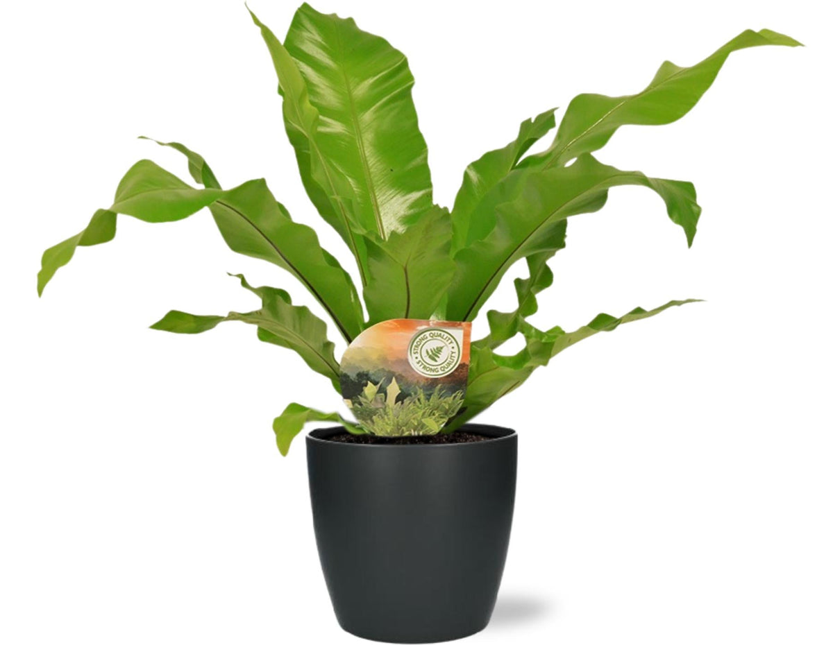 Nestfarn - Asplenium Nidus - Ø17cm - Zimmerpflanze - ↕60cm + Topf Anthrazit Brussels D18x17cm - 