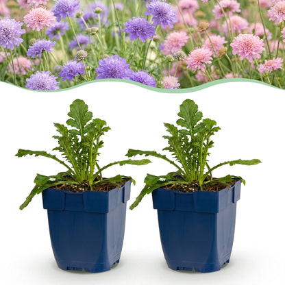 Skabiose-Duo – Scabiosa (Sortenmix) – 6 Pflanzen – Topf Ø11cm – Bienenfreundliche Staude für Garten & Balkon