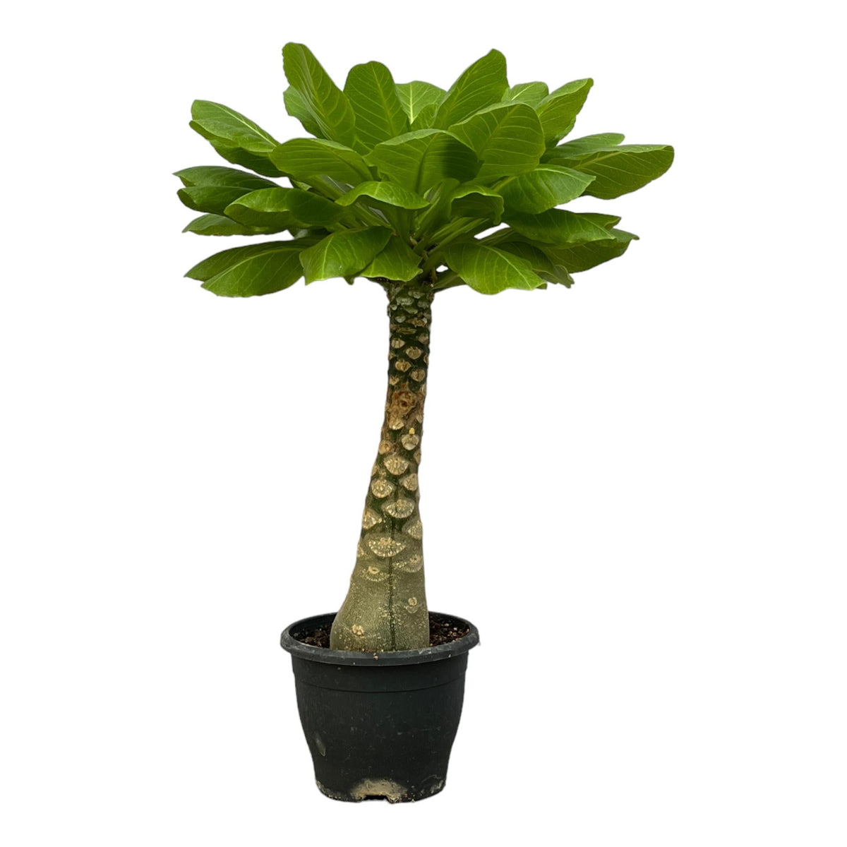 Vulkanpalme Brighamia insignis – Zimmerpflanze 25cm hoch – Ø12cm – Tropische Rarität mit glänzenden Blättern – Pflegeleicht & dekorativ – Auch bekannt als Hawaiianische Palme 