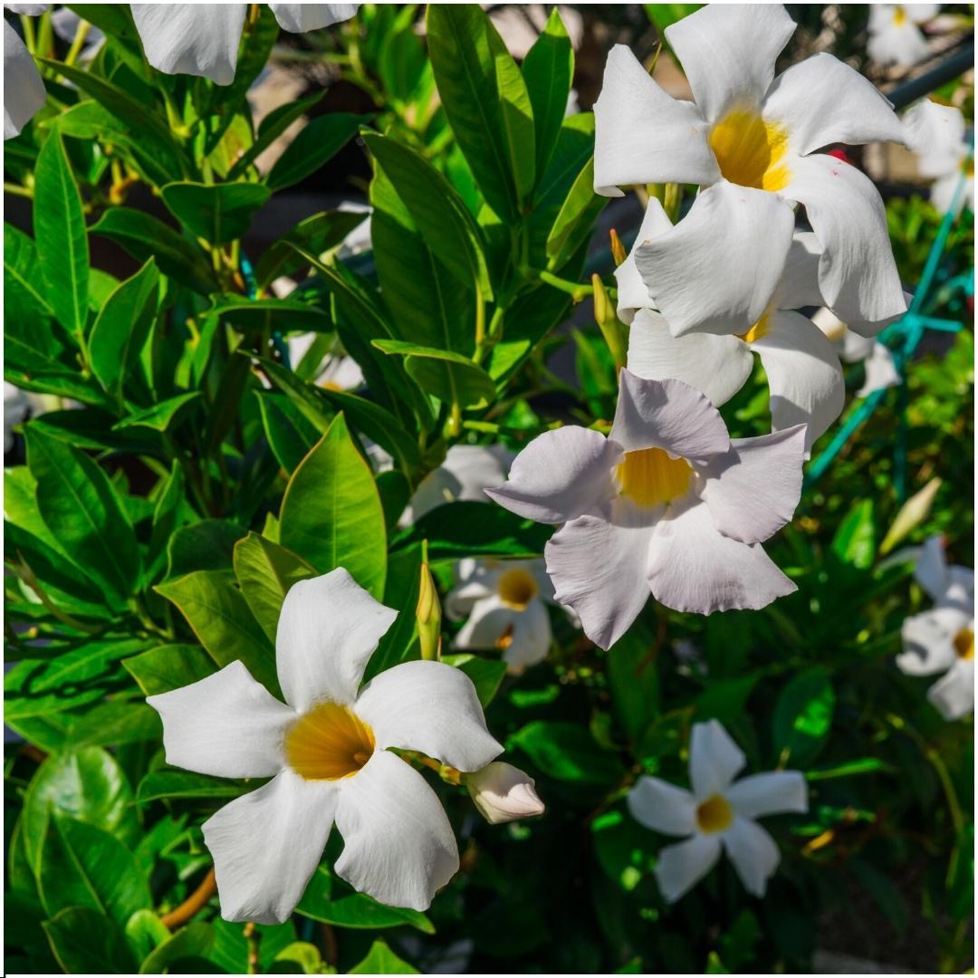 Dipladenia Weiß – Mandevilla White – 6 Pflanzen - Ø12 cm Topf – Ca. 25 cm hoch – Blühfreudige & pflegeleichte Kletterpflanzen – Für Garten, Balkon & Terrasse 