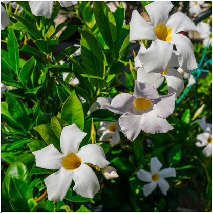 Dipladenia Weiß – Mandevilla White – 6 Pflanzen - Ø12 cm Topf – Ca. 25 cm hoch – Blühfreudige & pflegeleichte Kletterpflanzen – Für Garten, Balkon & Terrasse 