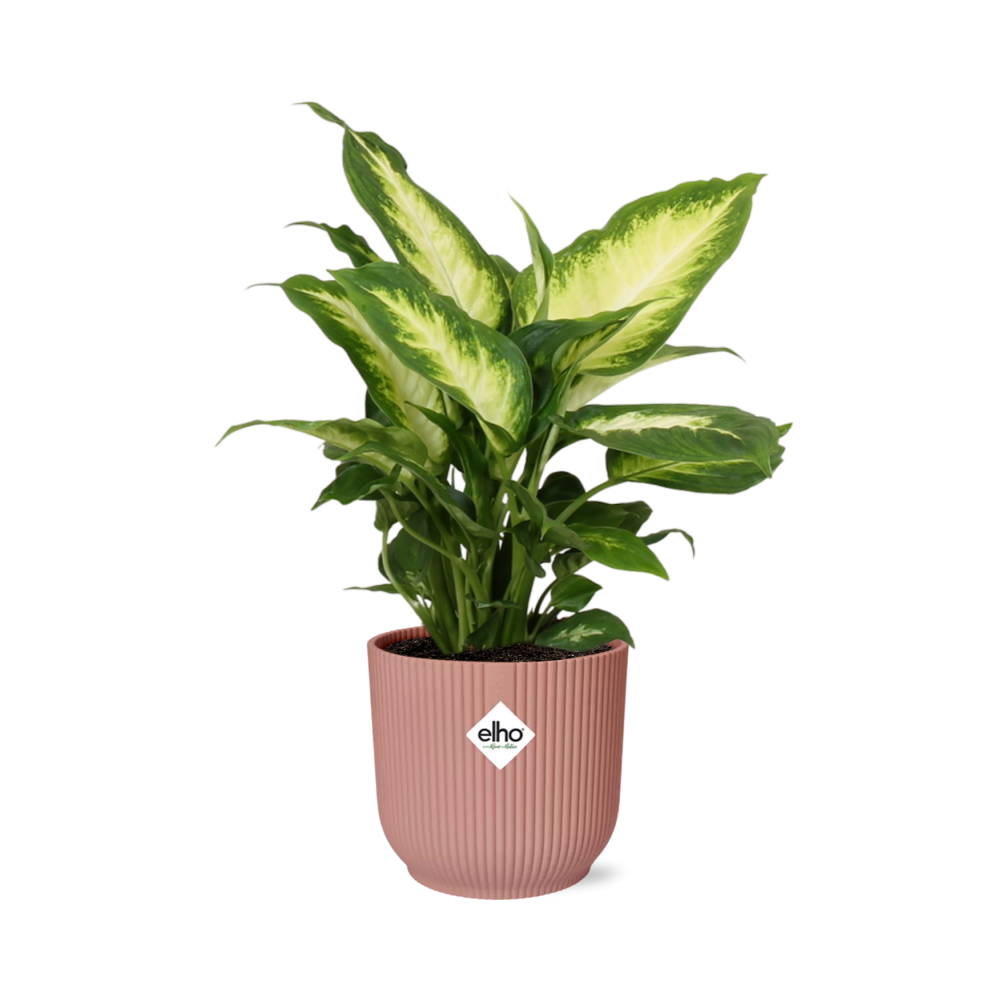 Dieffenbachia ‘Camilla’ – Zimmerpflanze im 14cm – Luftreinigende tropische Zimmerpflanze – Pflegeleicht – Halbschatten geeignet 