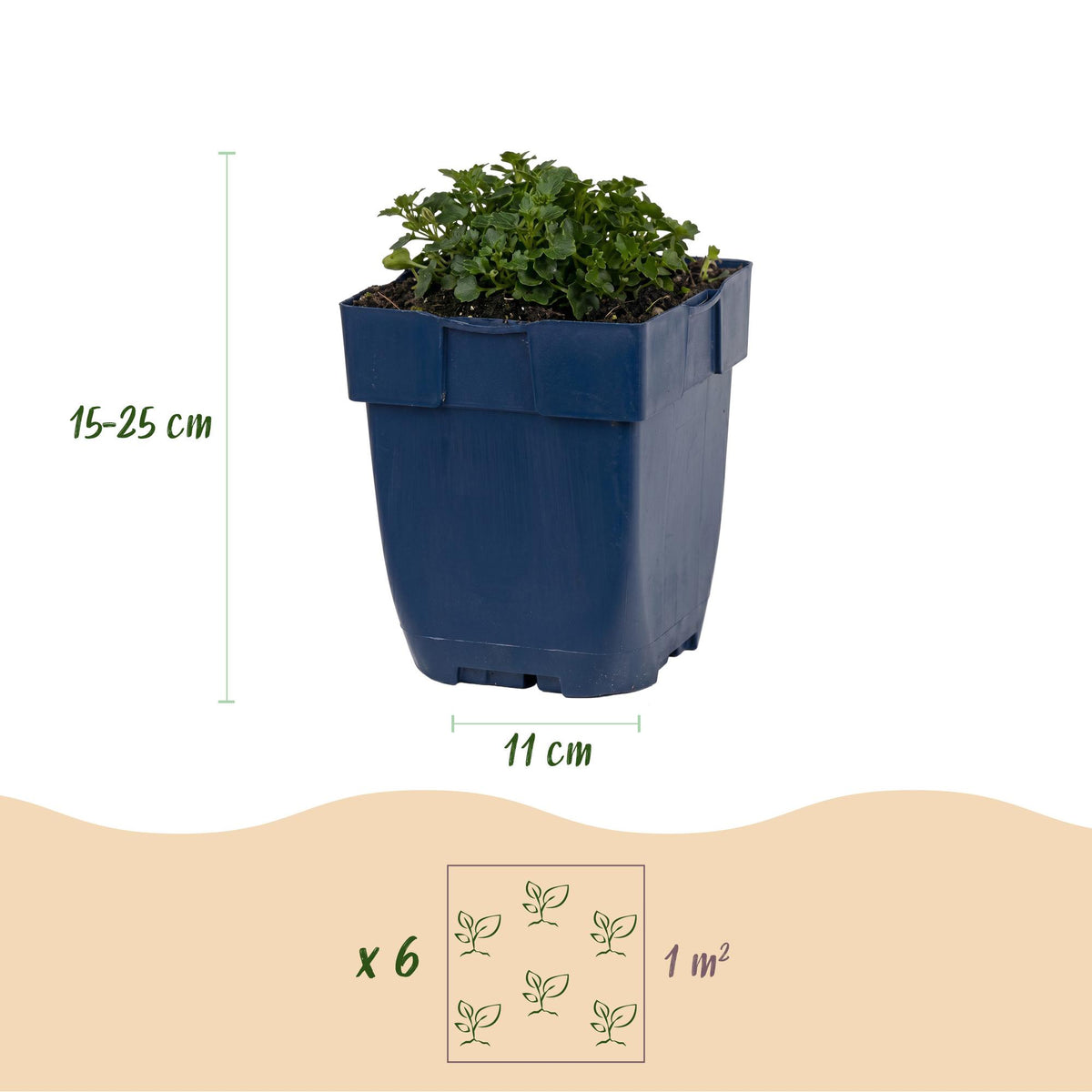 Dalmatiner Polster-Glockenblume – Campanula portenschlagiana – 6 Pflanzen – Topf Ø11cm – Ansicht 3