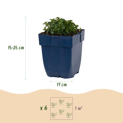 Dalmatiner Polster-Glockenblume – Campanula portenschlagiana – 6 Pflanzen – Topf Ø11cm – Ansicht 3