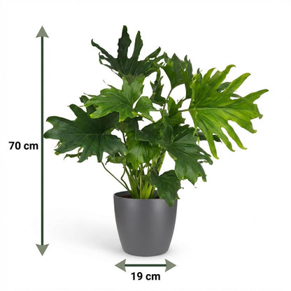 Green boutiQ - Zimmerpflanze - Philodendron - Philodendron Lickety Split - Grün - Pflegeleicht - 1 Pflanze - mit Topf Grau - Topf 19cm - Höhe 70cm 