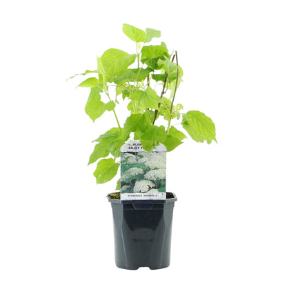 Rispenhortensie - Hydrangea arborescens Annabelle - Blüte Weiß - Große Blüten - 17cm Höhe 50cm - Winterhart & pflegeleicht für Beet & Kübel 
