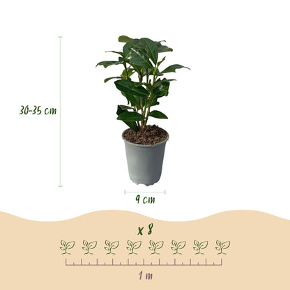 Kirschlorbeer Prunus laurocerasus Novita – Immergrüne Heckenpflanzen – 8 Pflanzen – 1 m – 9 cm Höhe 30–35 cm – Grün – Pflegeleicht 