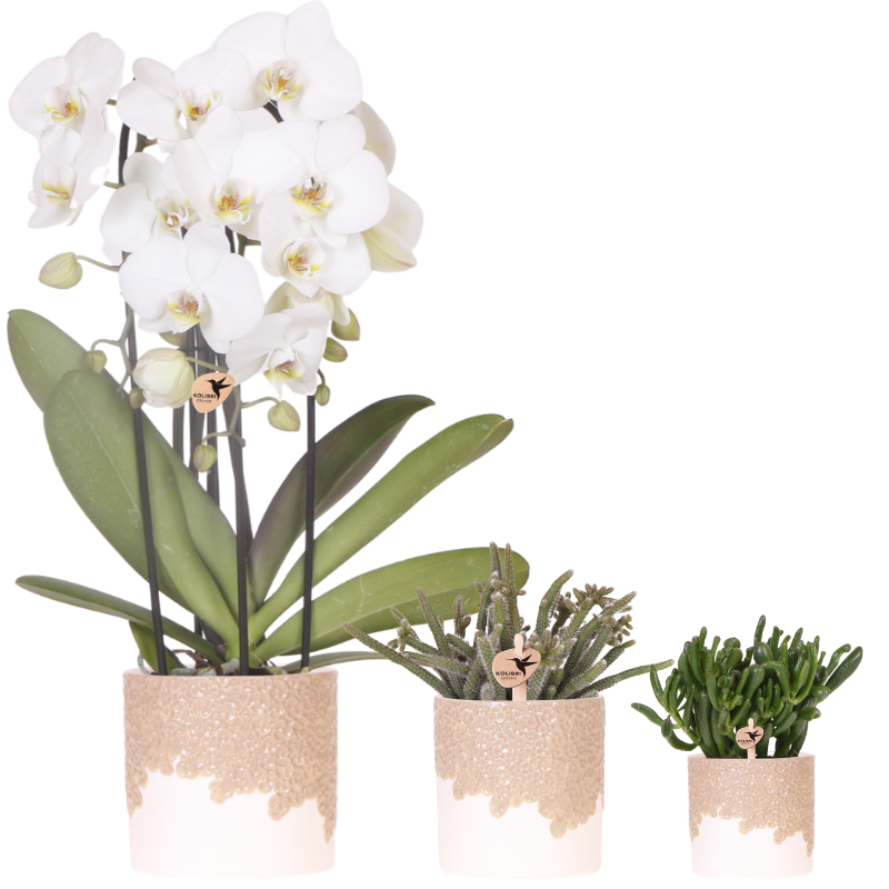 Kolibri Company | Bloom Sand Pflanzenset | Weiße Niagara Falls Orchidee 12cm + Grünpflanzen inkl. Bloom Sand Übertöpfe 