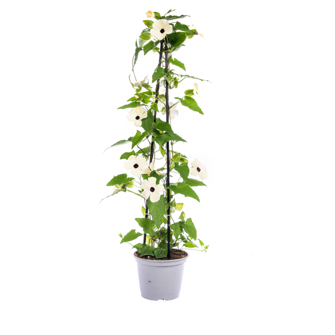Schwarzäugige Susanne - Thunbergia alata Sunny Susy Mix Ø13 cm - ↕60 cm - 4 Pflanzen 