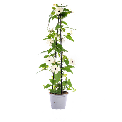 Schwarzäugige Susanne - Thunbergia alata Sunny Susy Mix Ø13 cm - ↕60 cm - 4 Pflanzen 