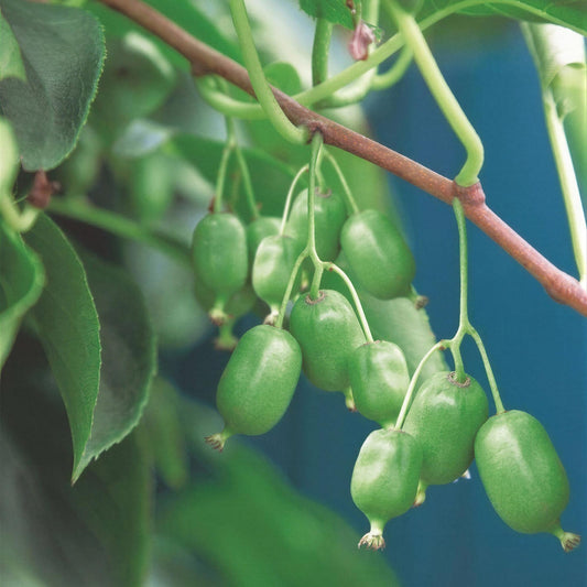 Green boutiQ - Fruit plant - Actinidia arguta Issai - Kiwi plant - Self-pollinating - Green Fruit - 2 Plants - Pot 15cm - Height 50cm 