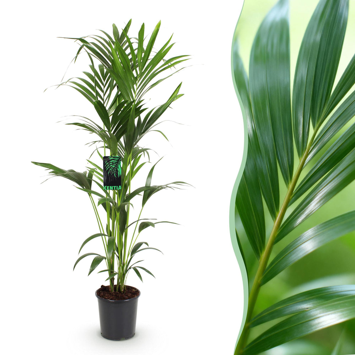 Howea Forsteriana – Kentia-Palme – 140–150cm – ø24cm – Pflegeleichte Zimmerpalme mit gefiederten Blättern – Tropische Grünpflanze für Innenräume – Robuste, luftreinigende Palmenart 