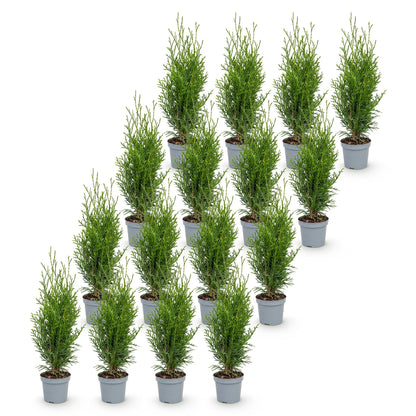 Lebensbaum 'Smaragd' – Thuja occidentalis 'Smaragd' – 16 Heckenpflanzen – Topf Ø9cm – Höhe 20-30cm – Ansicht 2