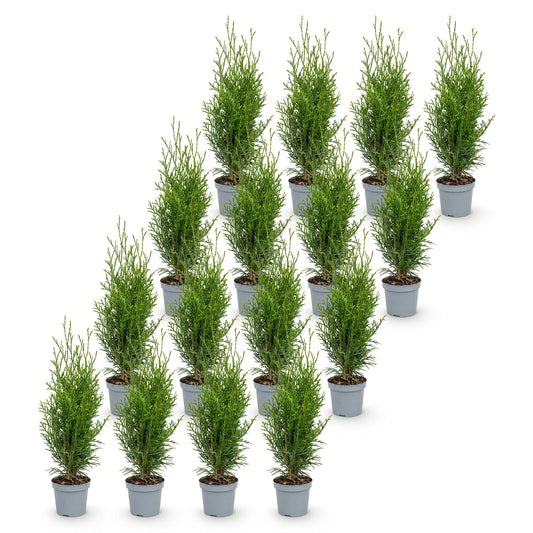Lebensbaum 'Smaragd' – Thuja occidentalis 'Smaragd' – 16 Heckenpflanzen – Topf Ø9cm – Höhe 20-30cm – Ansicht 2
