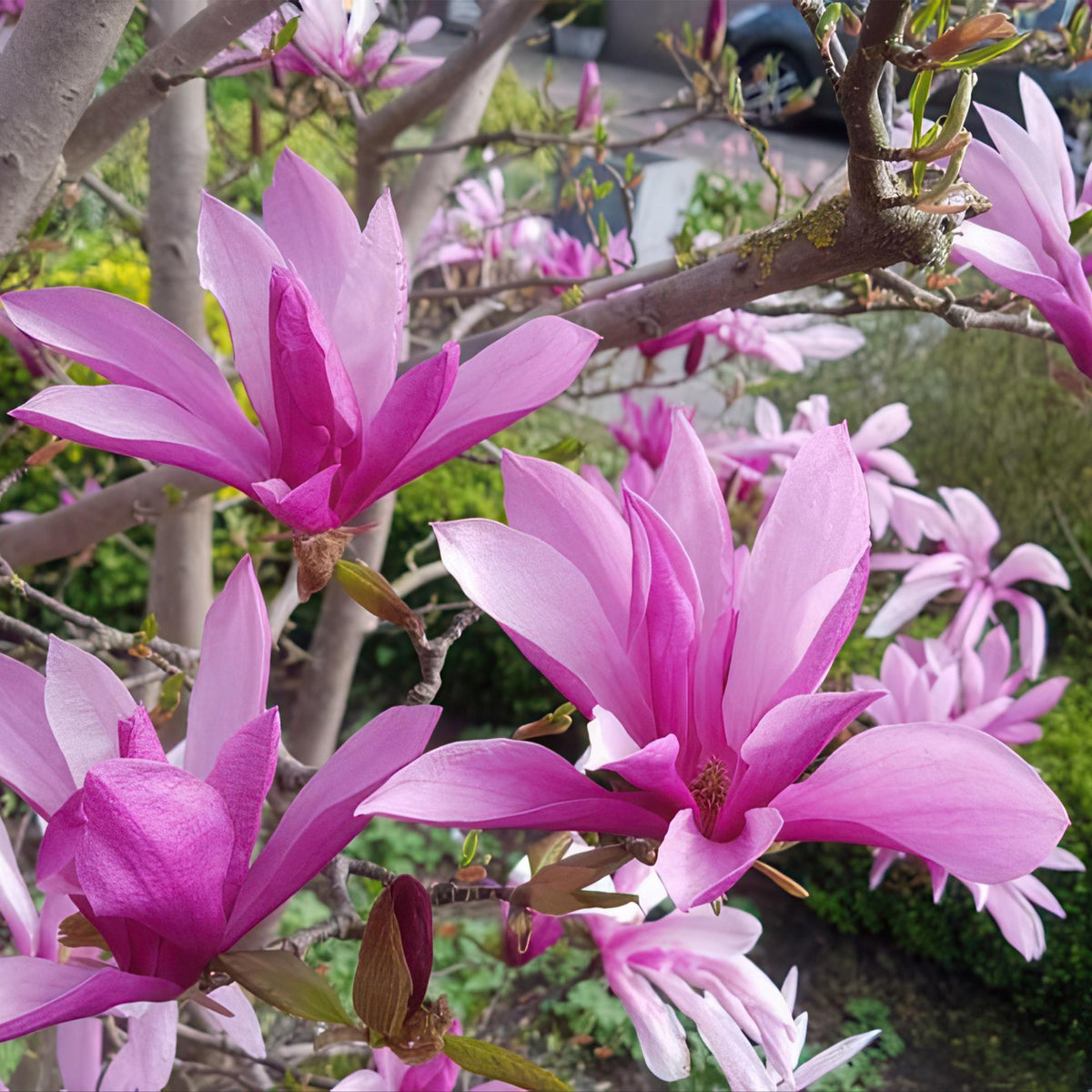 GreenboutiQ - Stamm-Pflanze - Magnolia Susan - Terrassenpflanze - Laubabwerfend - Winterhart - Rosa Blüte - Topf 19cm Höhe 90cm 
