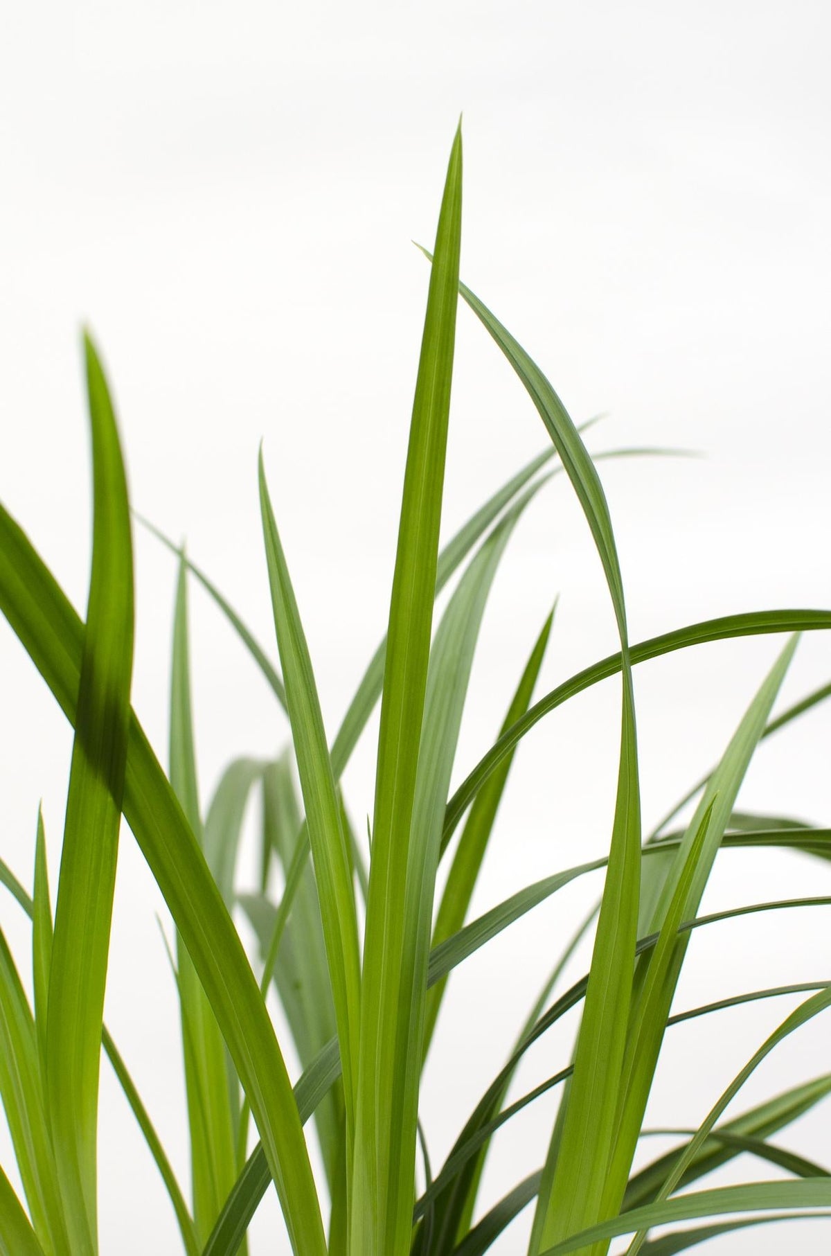 3x - Carex morrowii 'Irish Green' - ↨30cm - Ø14 