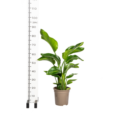 Strelitzia Nicolai mit Korb Ø21cm - ↕90 - 110cm 