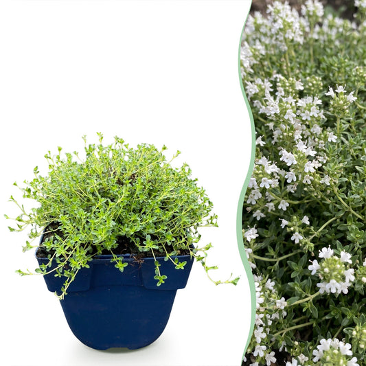 Kriech-Thymian 'Albiflorus' – Thymus praecox 'Albiflorus' – 6 Pflanzen – Topf Ø11cm