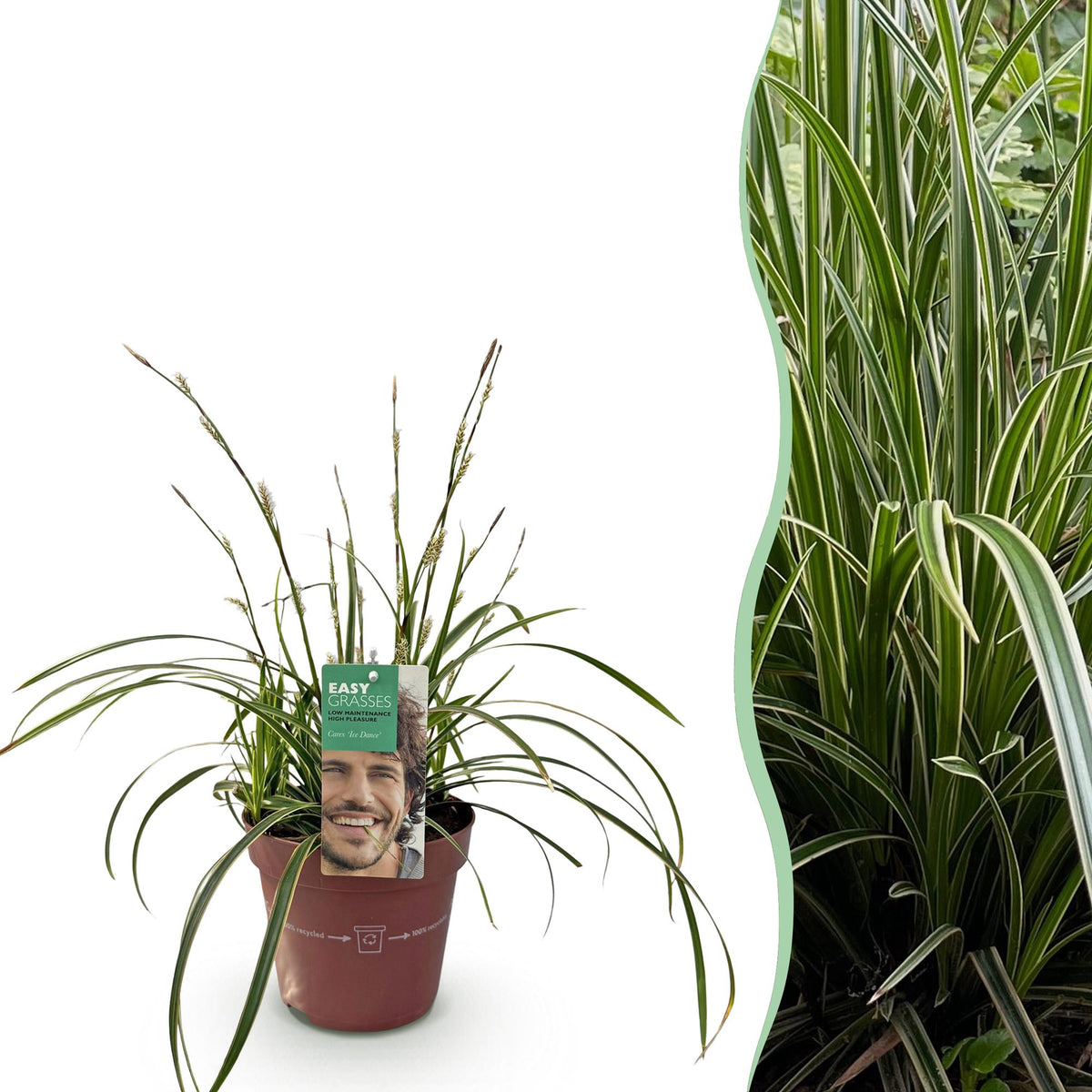 GreenboutiQ - Ziergräser - Carex morrowii Ice Dance - Weiß & Grün - 1 Pflanze - Immergrün - Winterhart - Topf 17cm Höhe 50cm 