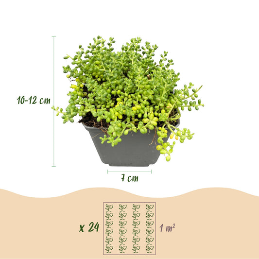 Alpen-Mix – Sortenmix für den Steingarten – 6 Pflanzen – Topf Ø7cm – Höhe 10-12cm – Ansicht 2