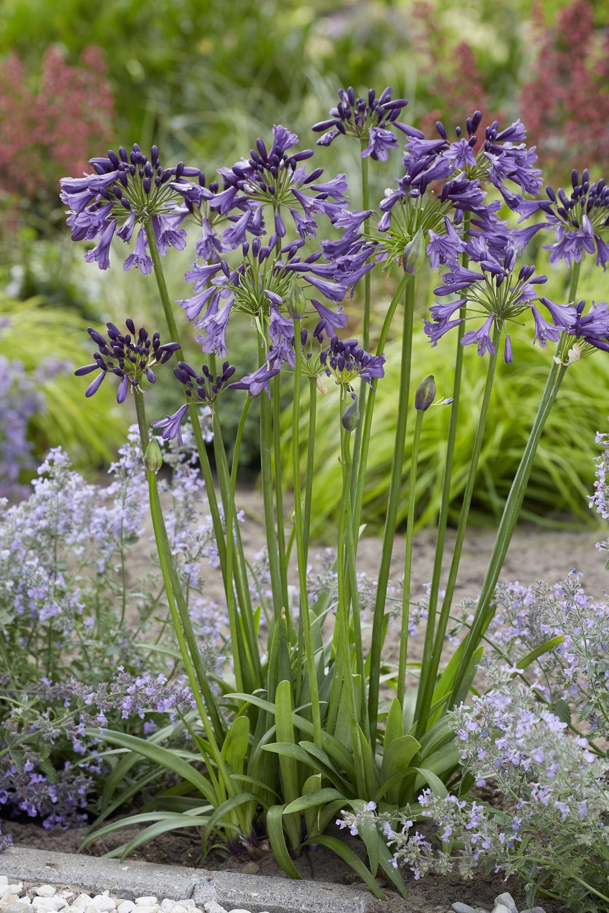 Schmuck-Lilie - Agapanthus 'Poppin Purple' - Ø19cm - ↕30cm 
