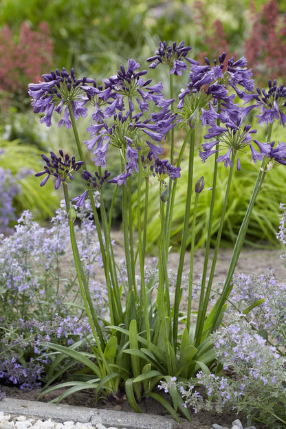 Schmuck-Lilie - Agapanthus 'Poppin Purple' - Ø19cm - ↕30cm 