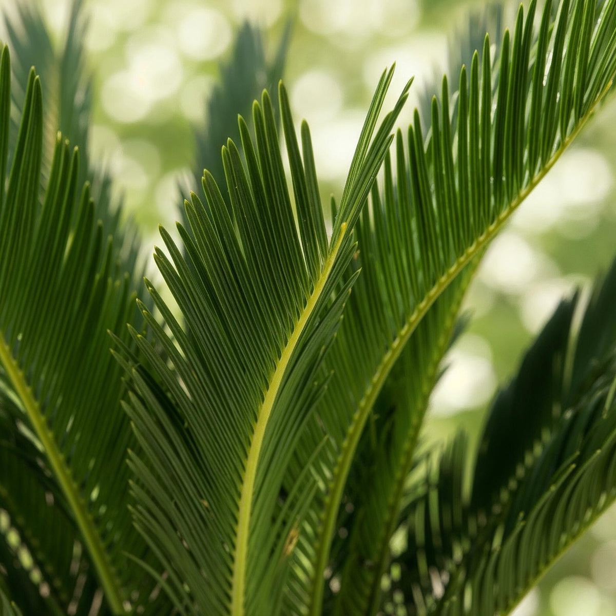 Cycas Revoluta – Palmfarn – 70cm – 17cm – Pflegeleichte Zimmerpflanze mit fiederförmigen Blättern – Robuste Sago-Palme für elegante Innenräume 