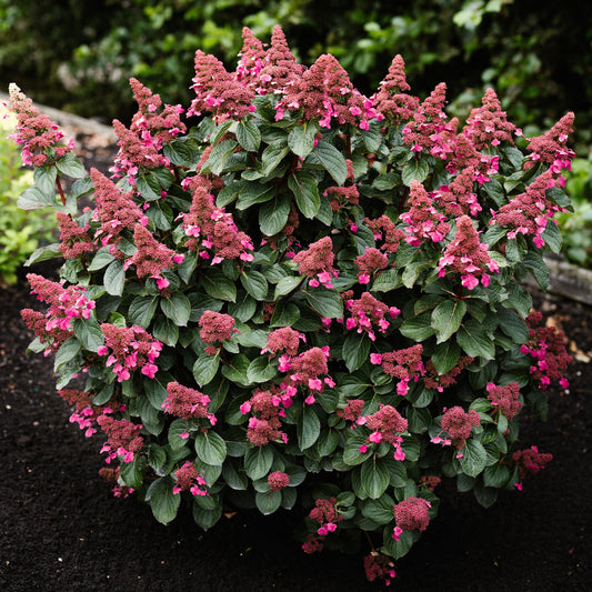 Rispenhortensie Hydrangea paniculata Living Infinity – winterhart – weiß bis hellrosa – 12cm Höhe 20-30cm – kompakter Wuchs, Blüte Spätsommer bis Herbst – für Beet, Hecke, Kübel, Balkon & Terrasse 