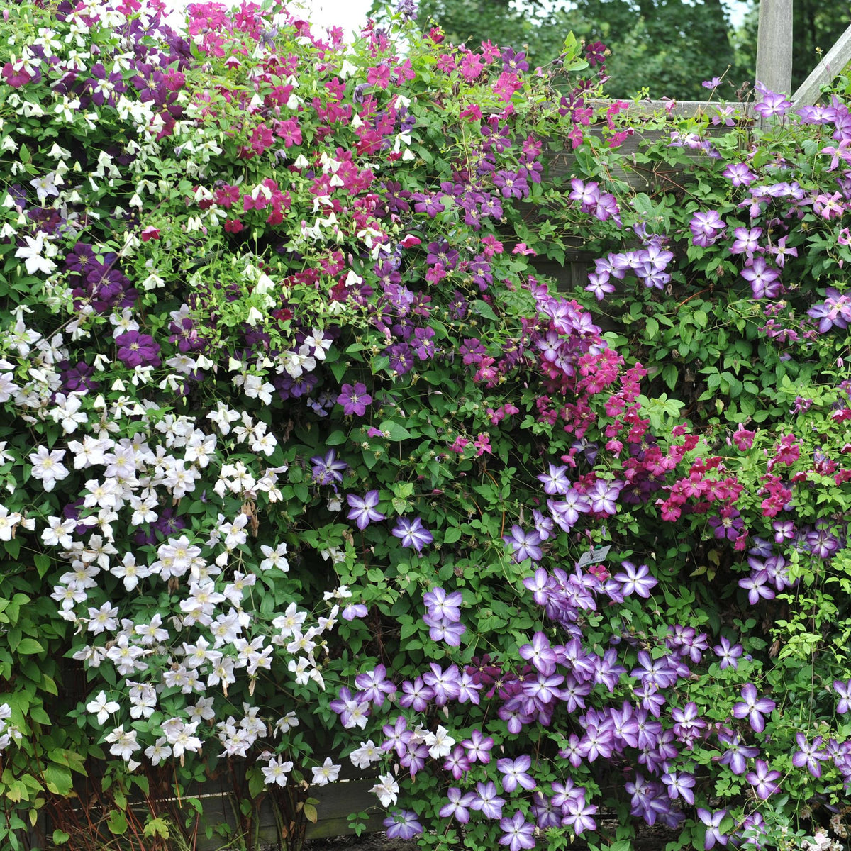 Kletterpflanze Clematis Tricolour – Mehrfarbige Blüten Rosa Weiß Lila – Wenig Pflege – 3 Pflanzen – 11 cm Höhe 40 cm – Für Garten, Balkon & Pergolen 