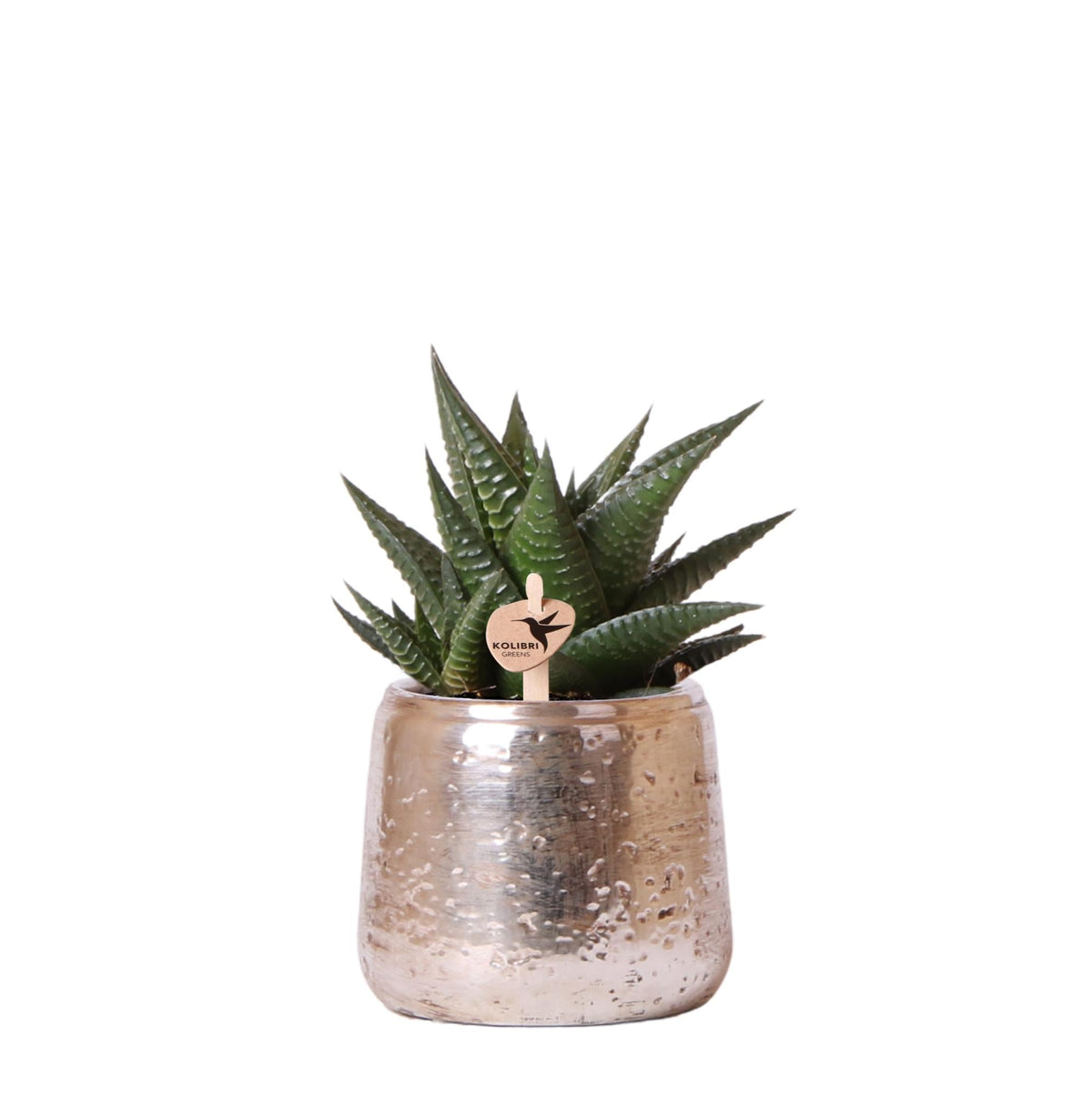 Sukkulente Haworthia Limifolia – Grüne Zimmerpflanze – Luxustopf Silber Ø9cm – Pflegeleichte Grünpflanze – Frisch vom Züchter 