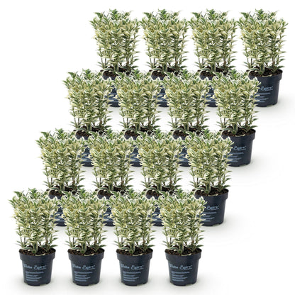 Japanische Stechpalme 'Convexa' – Ilex crenata 'Convexa' – 16 Heckenpflanzen – Topf Ø9cm – Höhe 20-30cm – Ansicht 2