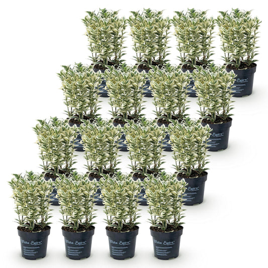 Japanische Stechpalme 'Convexa' – Ilex crenata 'Convexa' – 16 Heckenpflanzen – Topf Ø9cm – Höhe 20-30cm – Ansicht 2