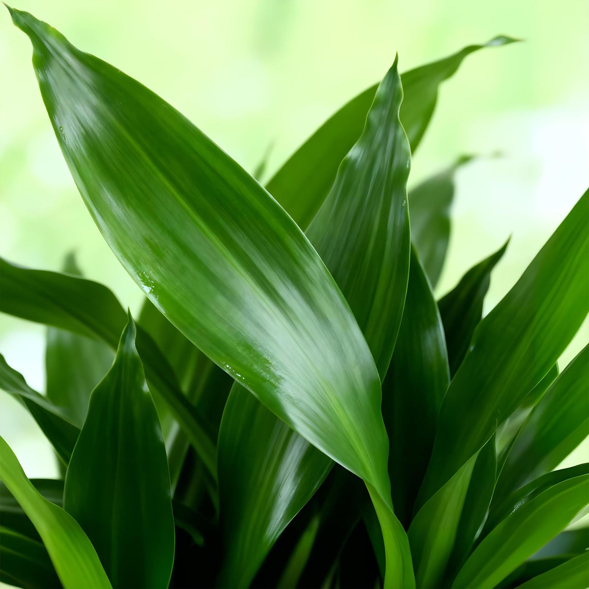 Green boutiQ - Zimmerpflanzen - Dracaena fragrans Steudneri - Drachenblutbaum - Wenig Pflege - mit Korb - Grün - 1 Pflanze - Topf 17cm - Höhe 50-55cm 