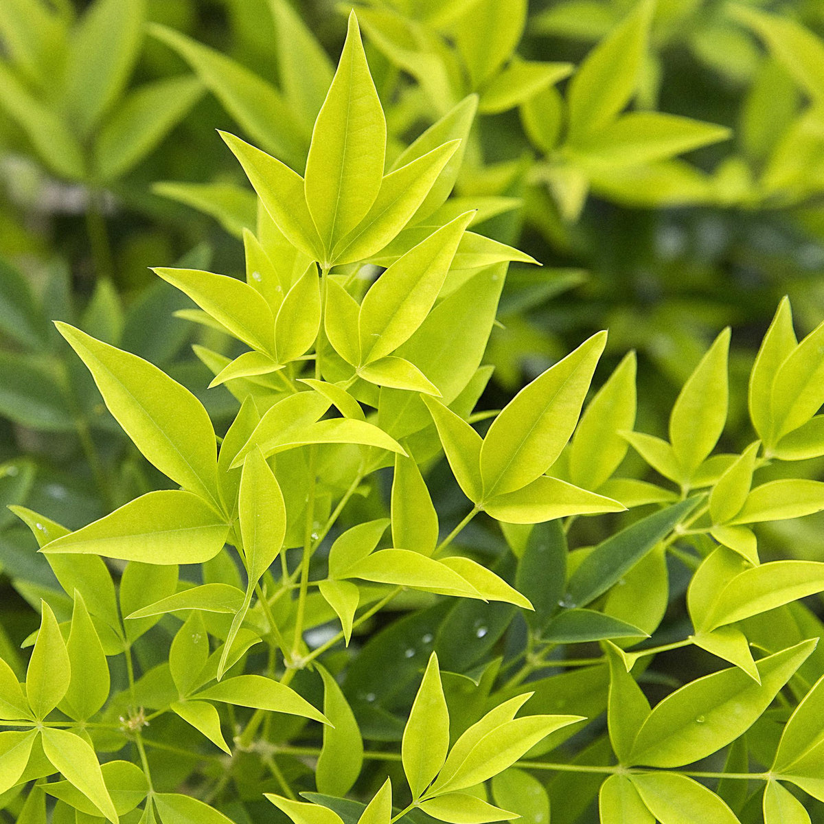 GreenboutiQ - Gartenpflanze - Nandina Lemon & Lime - Gelb - 1 Pflanze - Immergrün - Wenig Pflege - Topf 17cm Höhe 45cm 