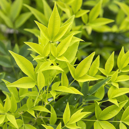 GreenboutiQ - Gartenpflanze - Nandina Lemon & Lime - Gelb - 1 Pflanze - Immergrün - Wenig Pflege - Topf 17cm Höhe 45cm 