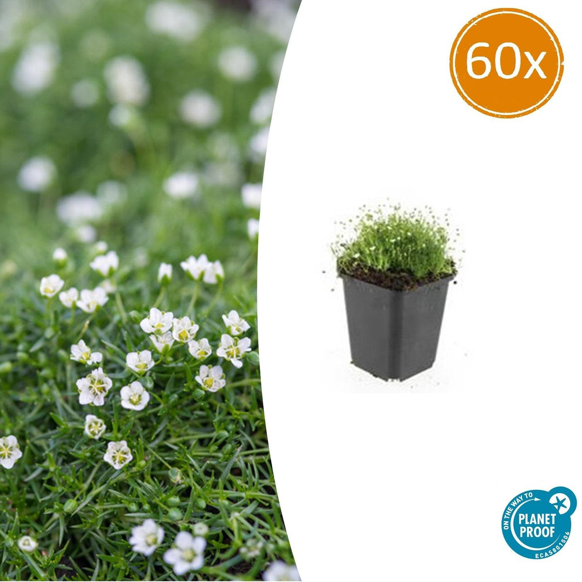 Sagina subulata Irisches Moos – Bodendecker Set Ø9cm – Immergrün & trittfest – Ansicht 30