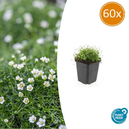Sagina subulata Irisches Moos – Bodendecker Set Ø9cm – Immergrün & trittfest – Ansicht 30