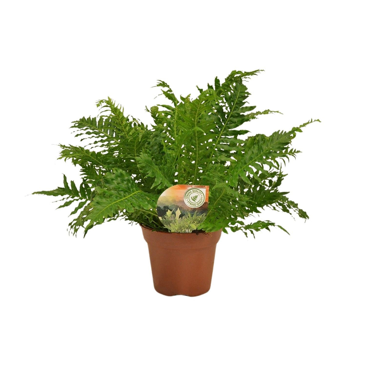 Zwerg-Baumfarn – Blechnum Silver Lady – Zimmerpflanze – Ø17 cm – ↕50 cm – Pflegeleicht – Silbergrüne Wedel – Luftreinigend 