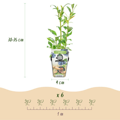 Blaubeere Vaccinium corymbosum Northland winterhart 3 Pflanzen Ø9cm Höhe30cm – Aromatische Blaubeere für Garten Balkon & Terr