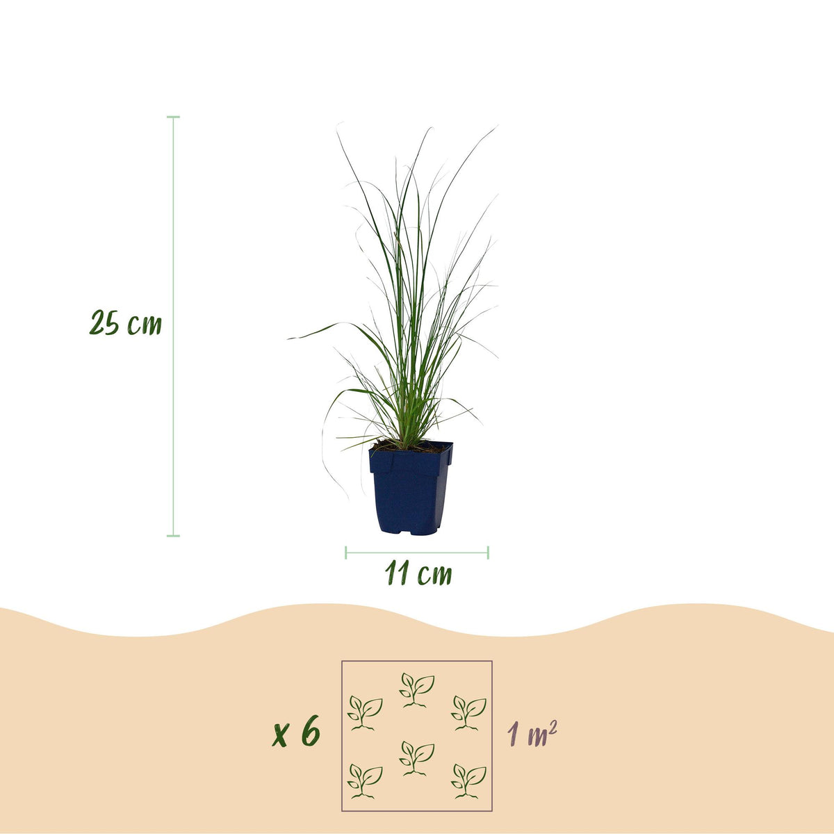 Zwerg-Pampasgras 'Pumila' – Cortaderia selloana 'Pumila' – 6 Pflanzen – Topf Ø11cm – Ansicht 3