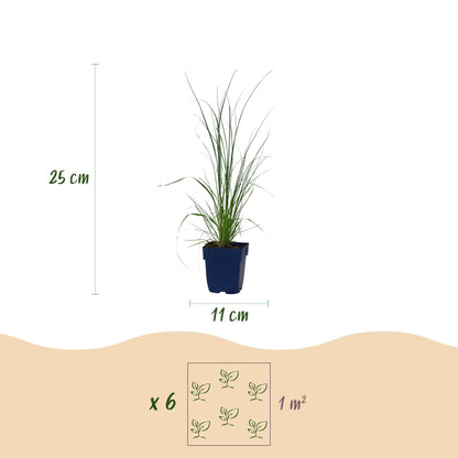 Zwerg-Pampasgras 'Pumila' – Cortaderia selloana 'Pumila' – 6 Pflanzen – Topf Ø11cm – Ansicht 3