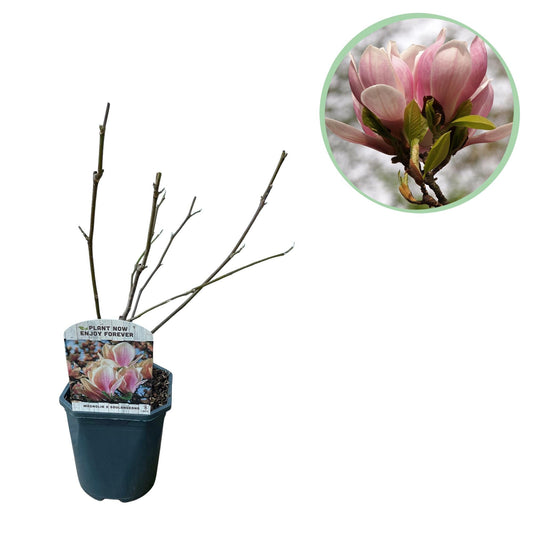 Tulpen-Magnolie Magnolia Soulangiana – Strauch/Baum – Blüten Hellrosa – Frühjahrsblüher – Pflegeleicht – 17cm Höhe 45cm – Für Garten & Terrasse 